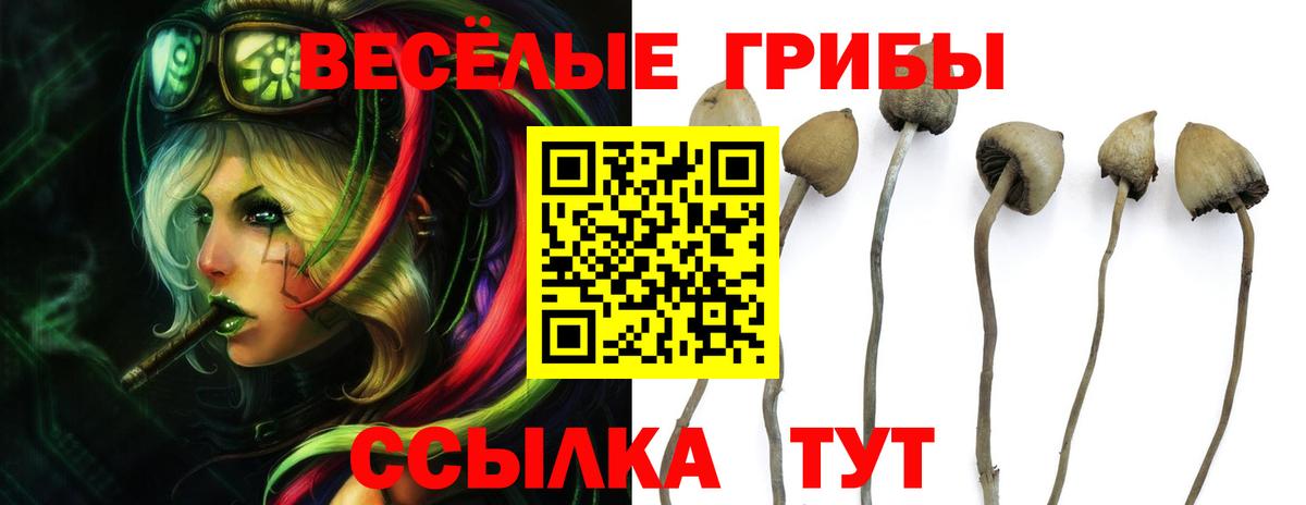 Псилоцибиновые грибы Psilocybe Выборг